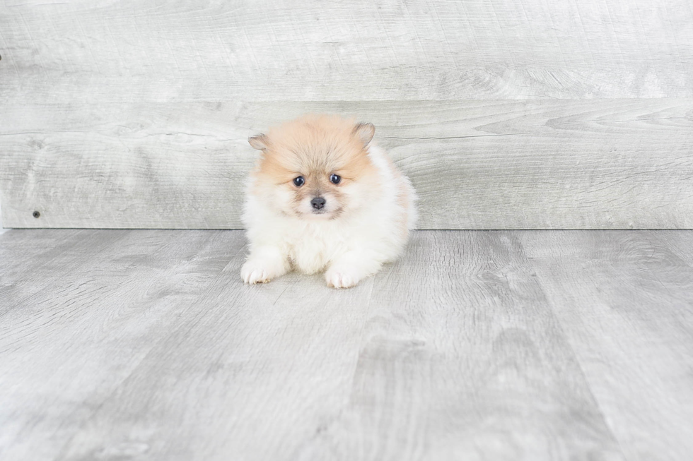 Cute Pomeranian Purebred Puppy