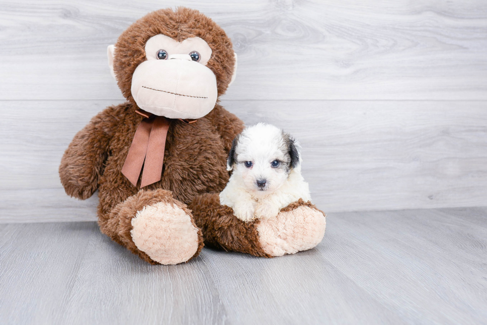 Happy Maltipoo Baby