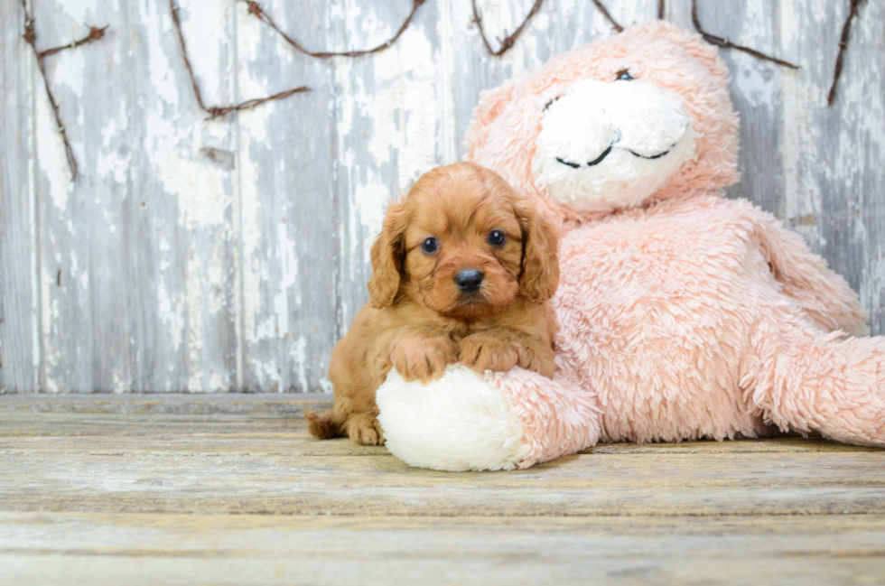 Cavapoo Puppy for Adoption