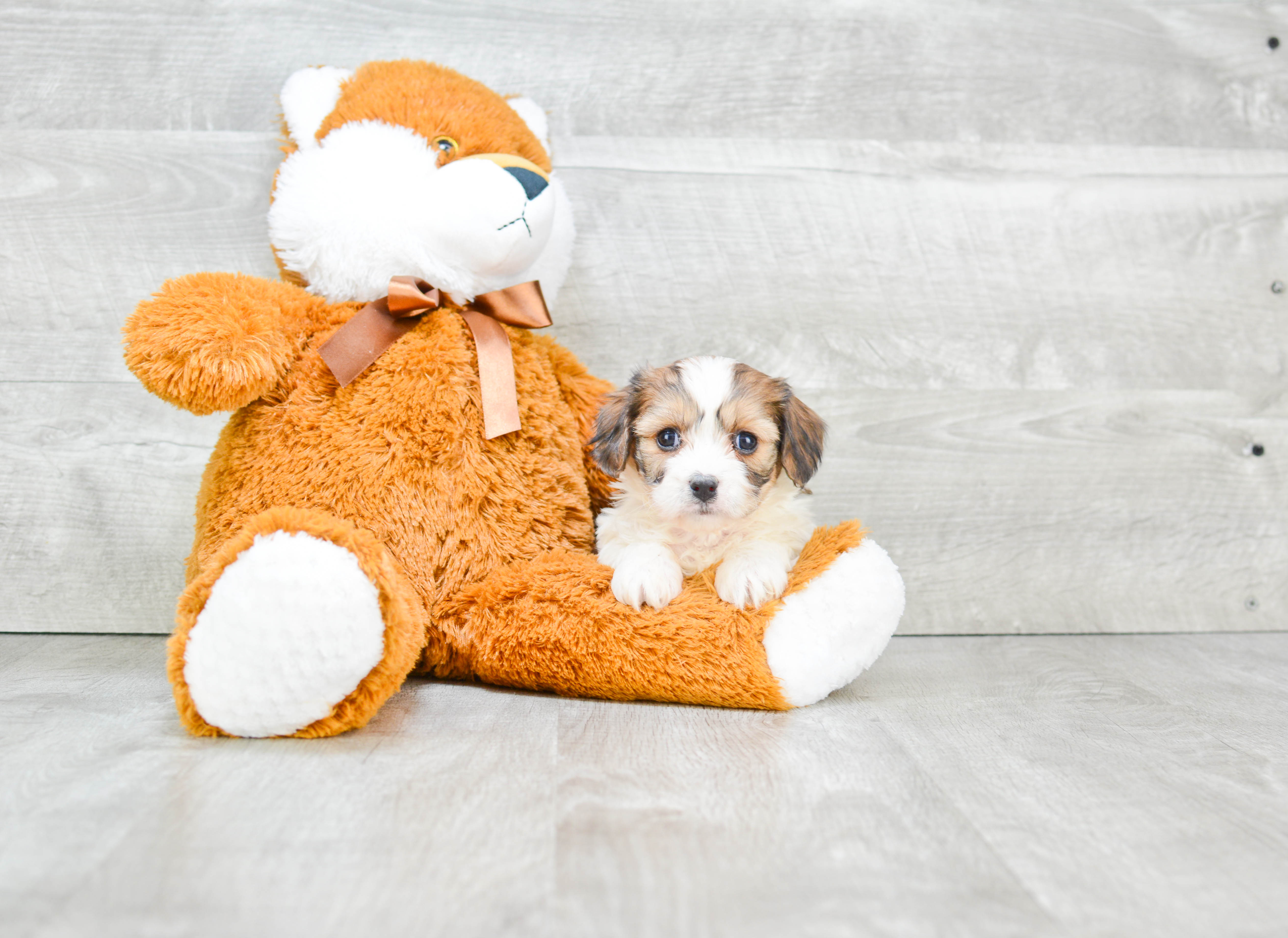 Best Cavachon Baby