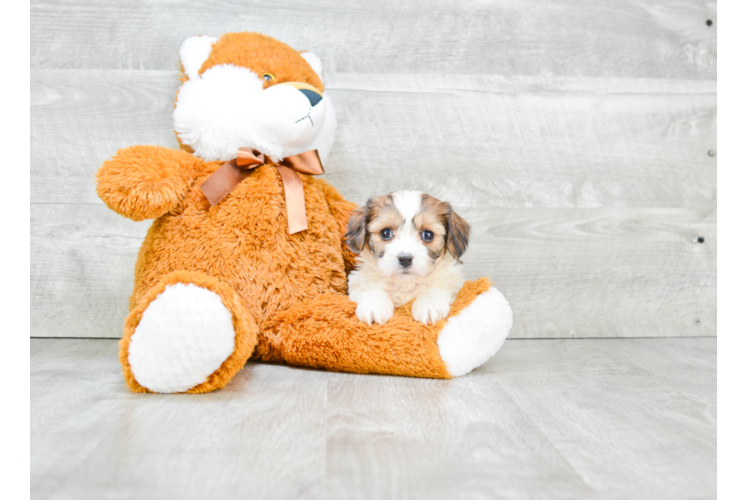 Best Cavachon Baby