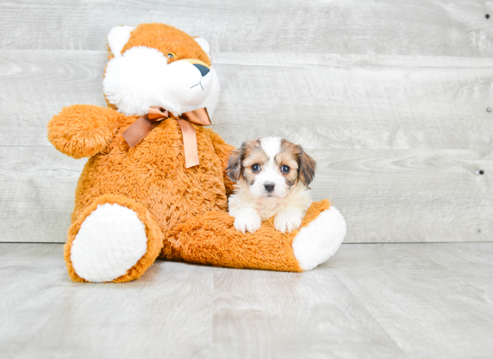 Best Cavachon Baby