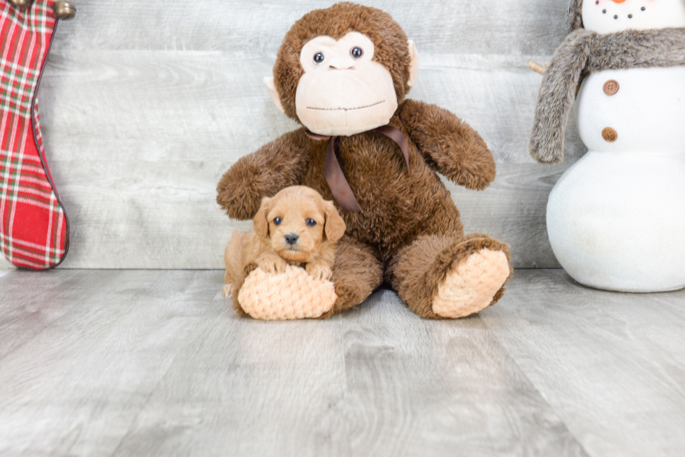 Funny Cavapoo Poodle Mix Pup