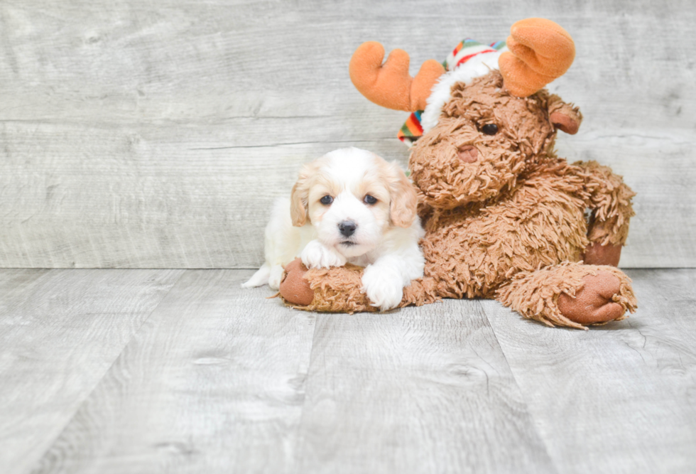 Cavachon Puppy for Adoption