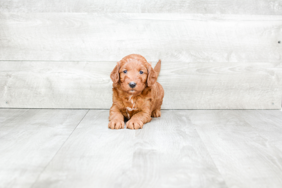 Mini Goldendoodle Pup Being Cute