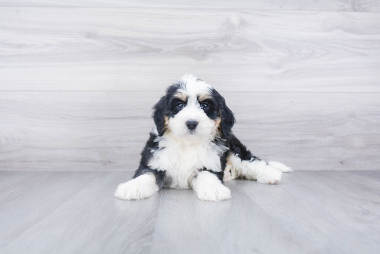 Smart Mini Bernedoodle Poodle Mix Pup