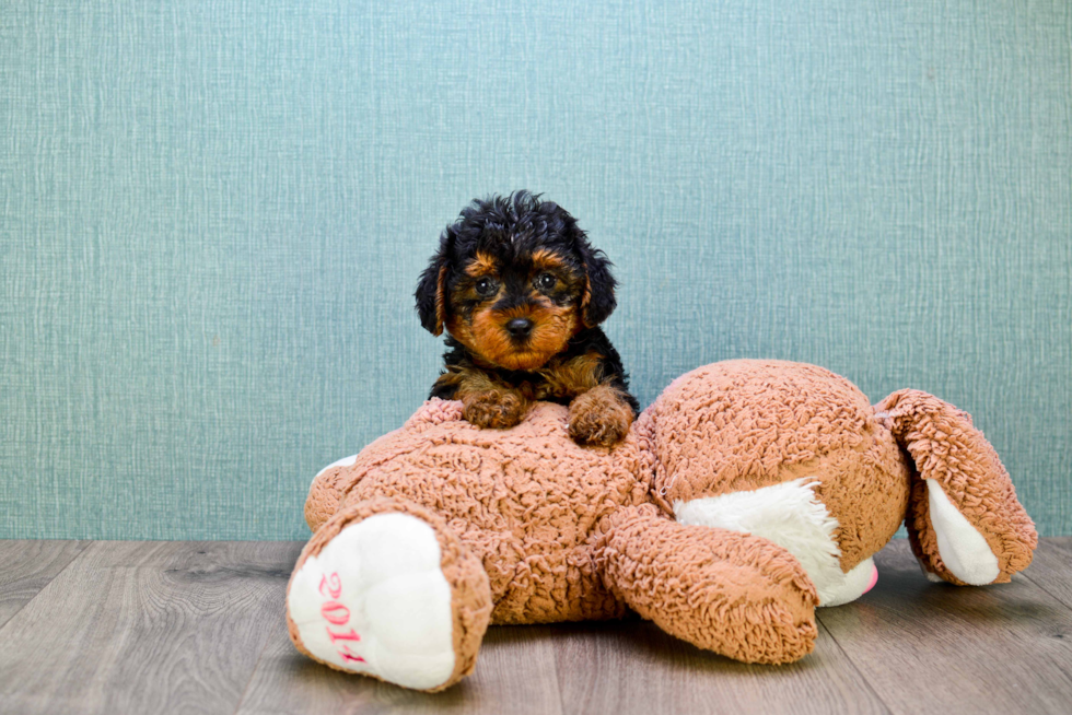 Yorkie Poo Puppy for Adoption