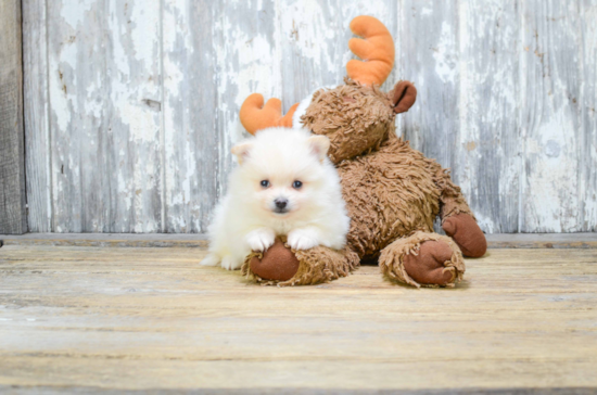 Happy Pomeranian Purebred Puppy