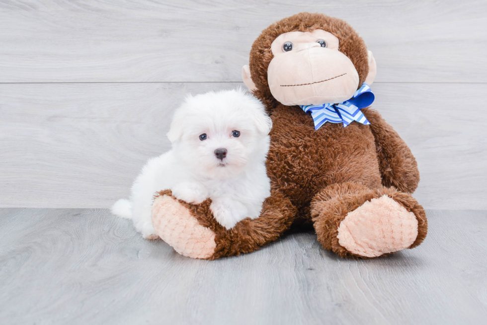 Petite Maltese Purebred Puppy