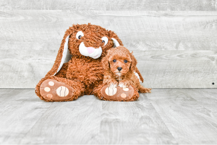 Cavapoo Pup Being Cute