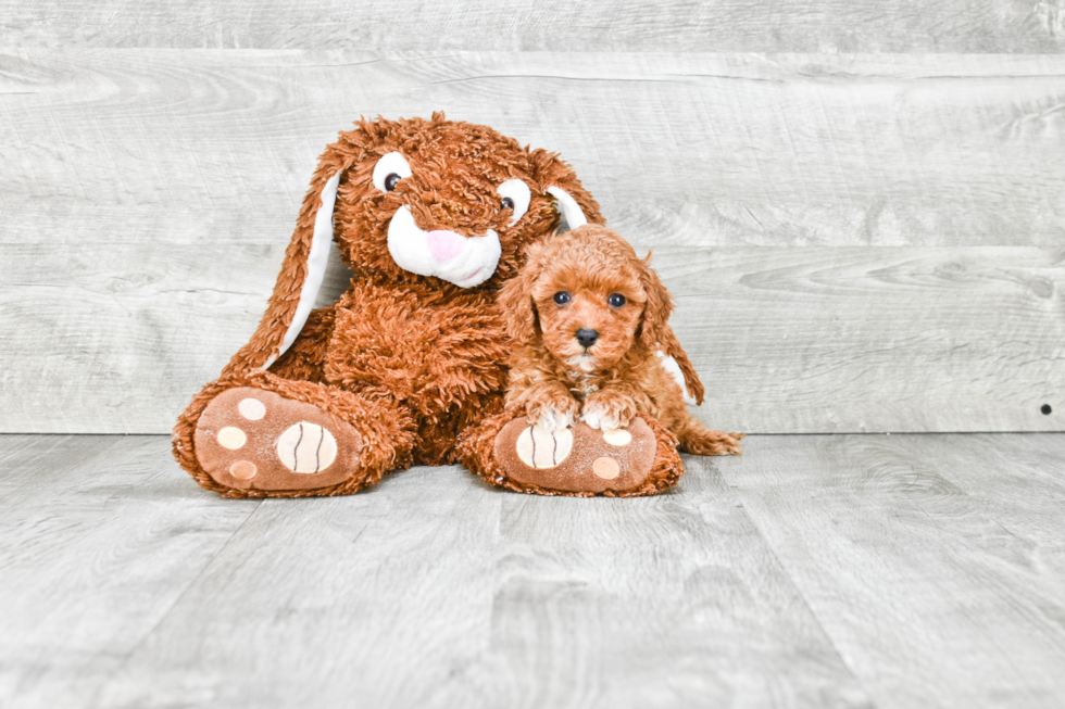 Cavapoo Pup Being Cute