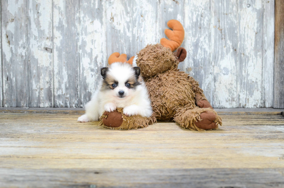 Pomeranian Puppy for Adoption