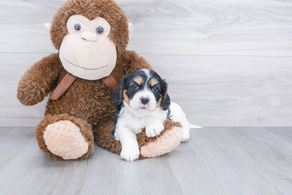 Smart Cavapoo Poodle Mix Pup