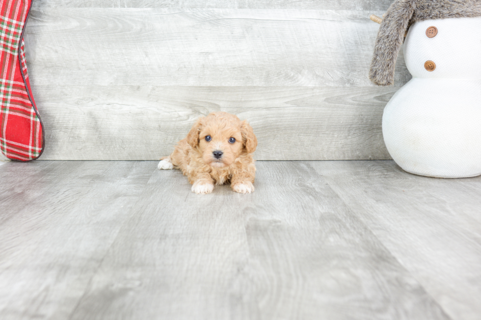 Cavapoo Pup Being Cute