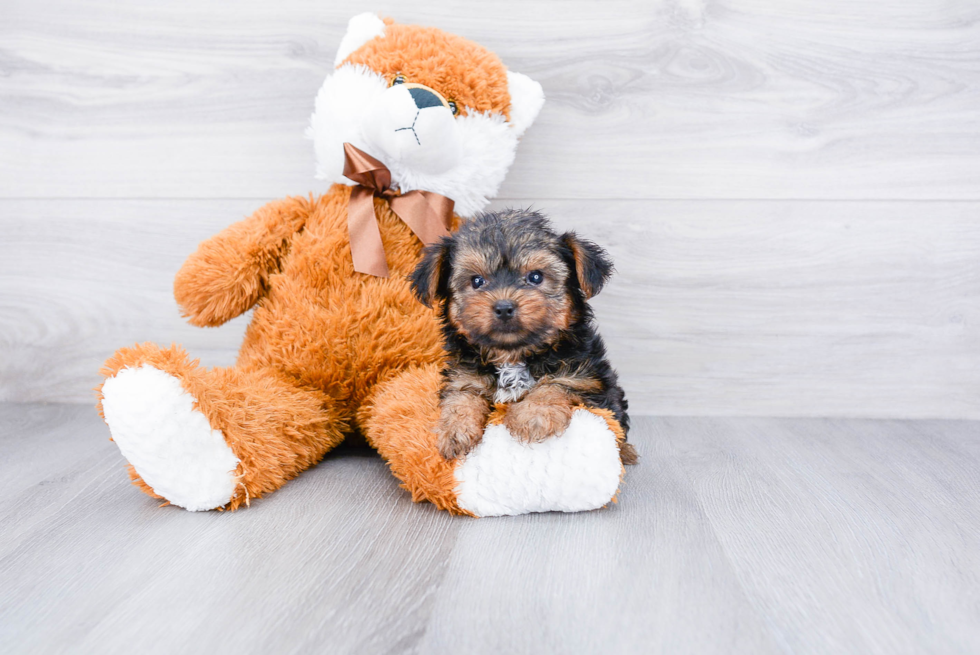 Meet Timmy - our Yorkshire Terrier Puppy Photo 