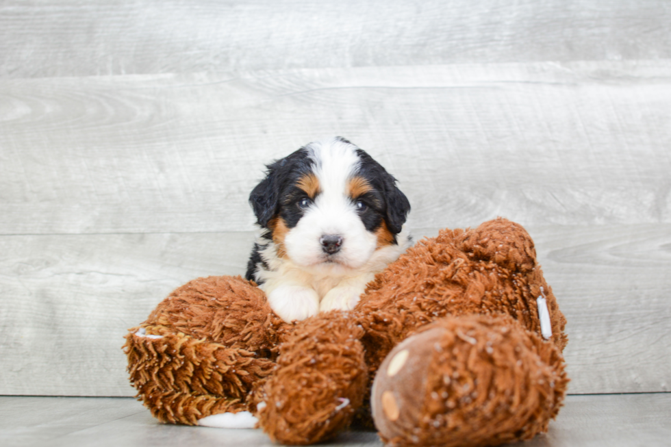 Mini Bernedoodle Puppy for Adoption