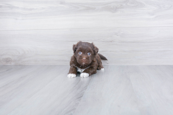 Happy Havanese Purebred Puppy