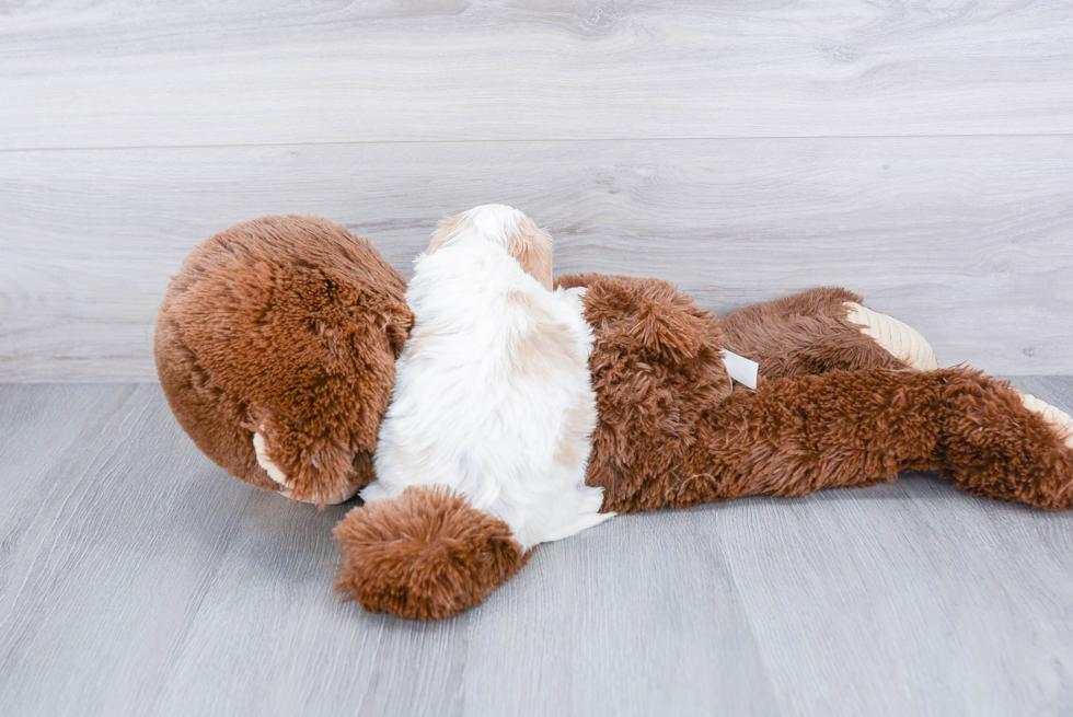 Cavachon Pup Being Cute