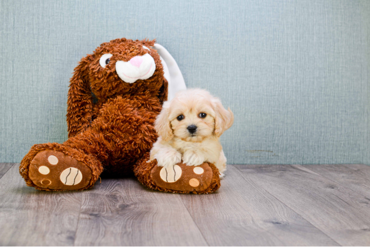 Happy Cavachon Baby