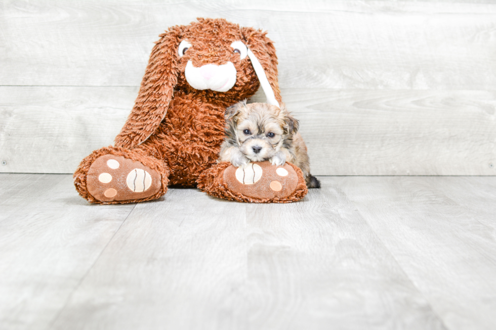 Funny Maltipoo Poodle Mix Pup