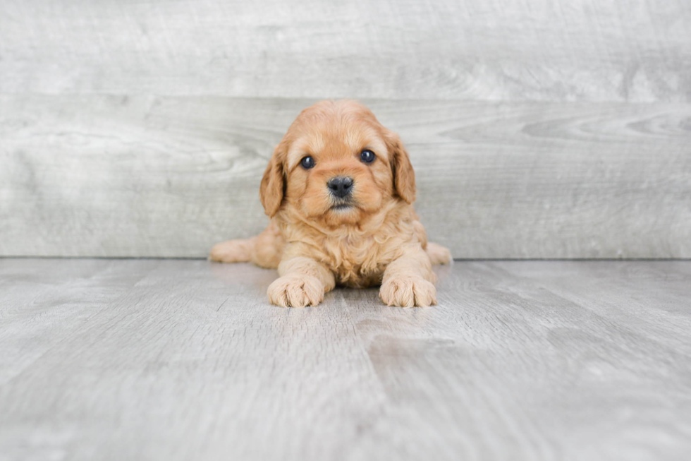 Cavapoo Pup Being Cute