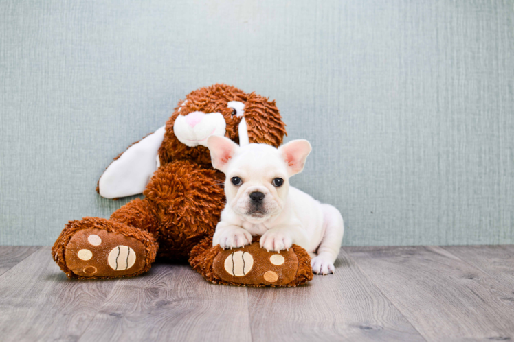 Cute Frenchie Purebred Puppy