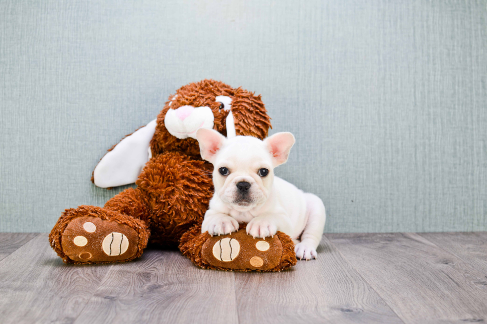 Cute Frenchie Purebred Puppy