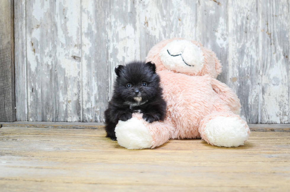 Best Pomeranian Baby