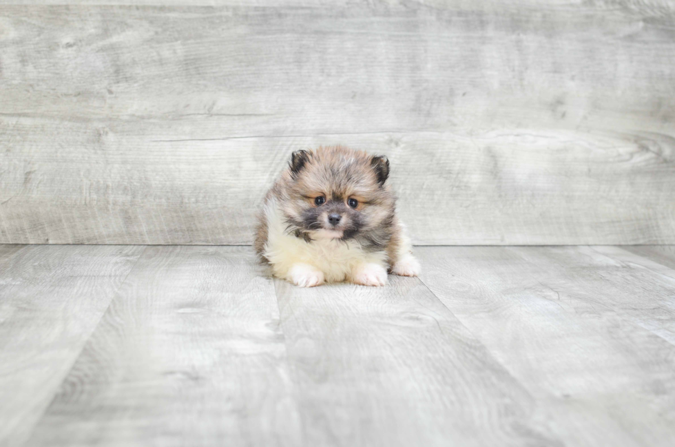 Sweet Pomeranian Purebred Puppy