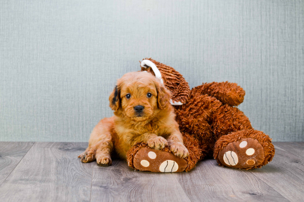 Energetic Golden Retriever Poodle Mix Puppy