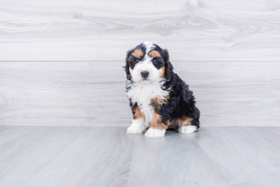 Funny Mini Bernedoodle Poodle Mix Pup