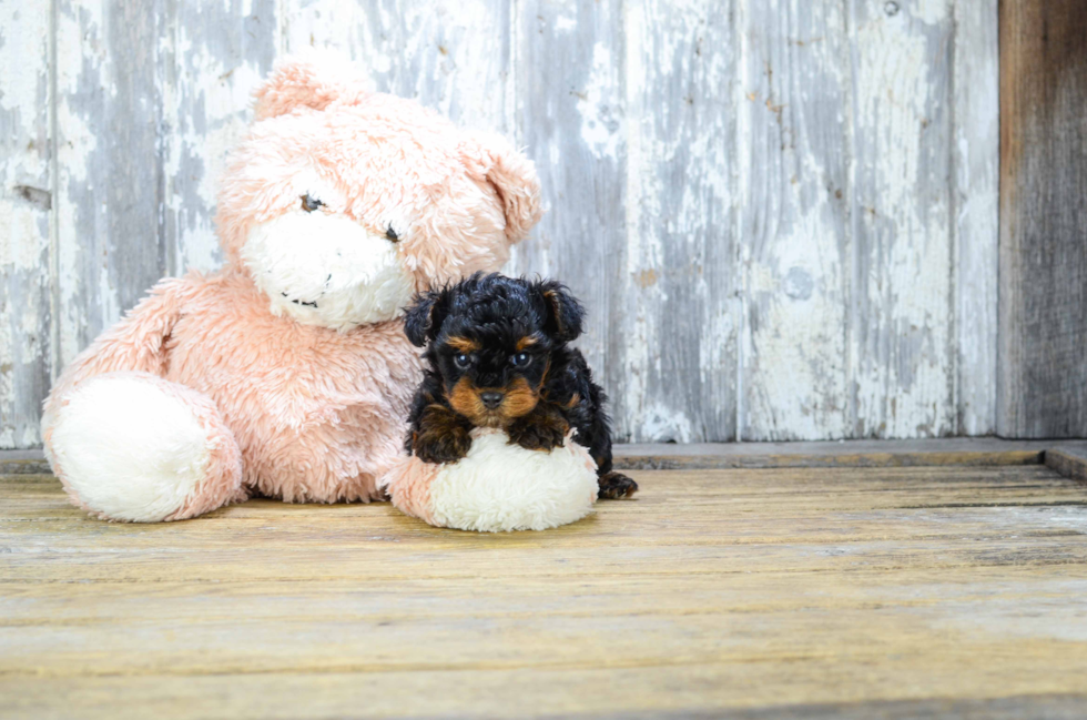 Funny Yorkie Poo Poodle Mix Pup