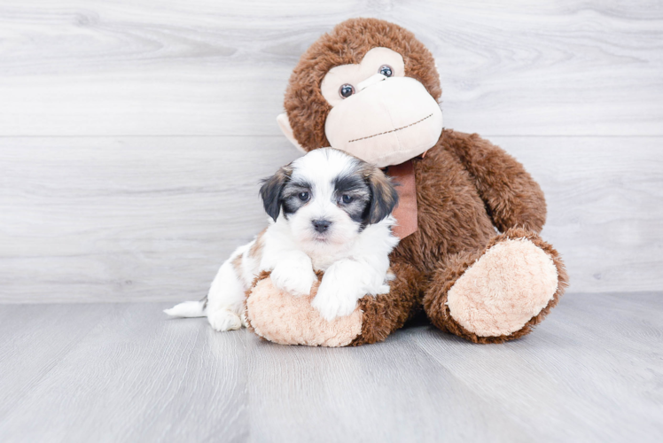 Best Teddy Bear Baby