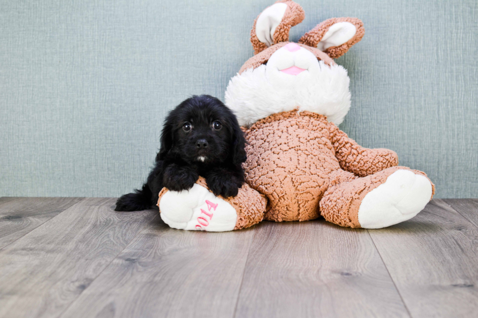 Cavapoo Puppy for Adoption