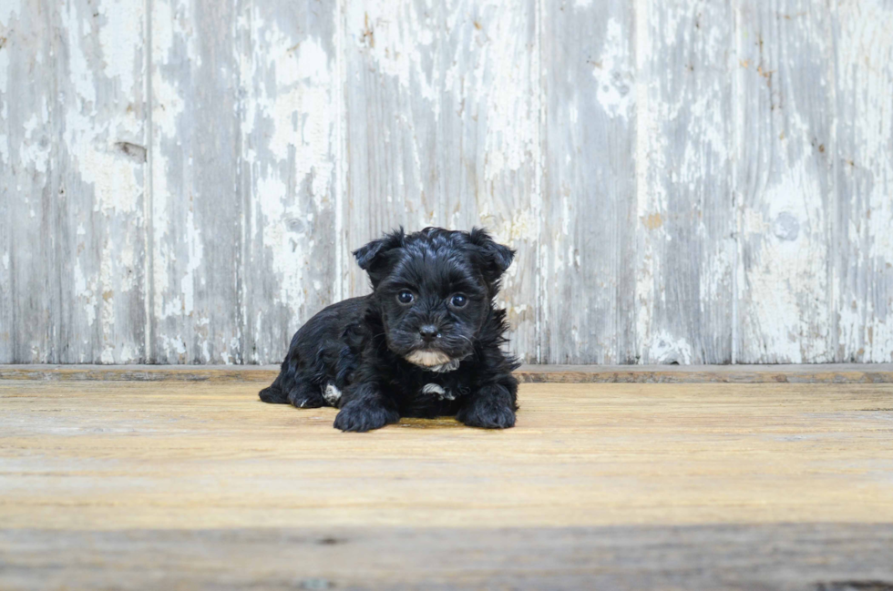 Friendly Morkie Baby