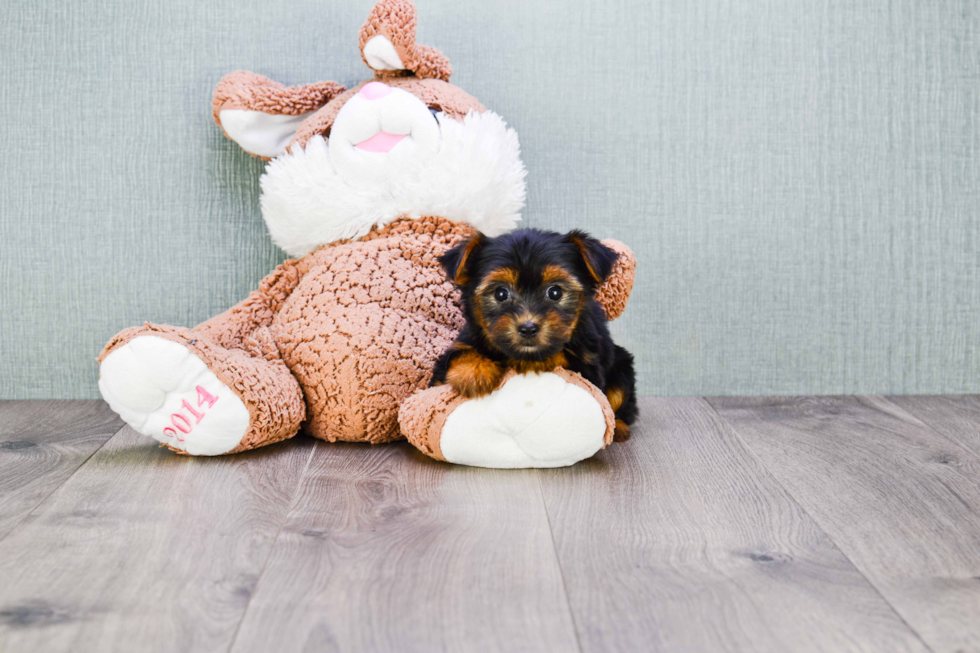 Meet Rebecca - our Yorkshire Terrier Puppy Photo 