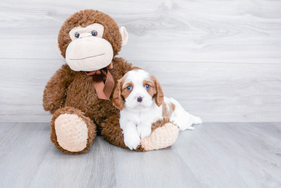 Playful Cavalier King Charles Spaniel Purebred Pup