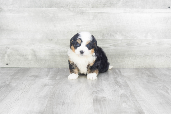 Best Mini Bernedoodle Baby