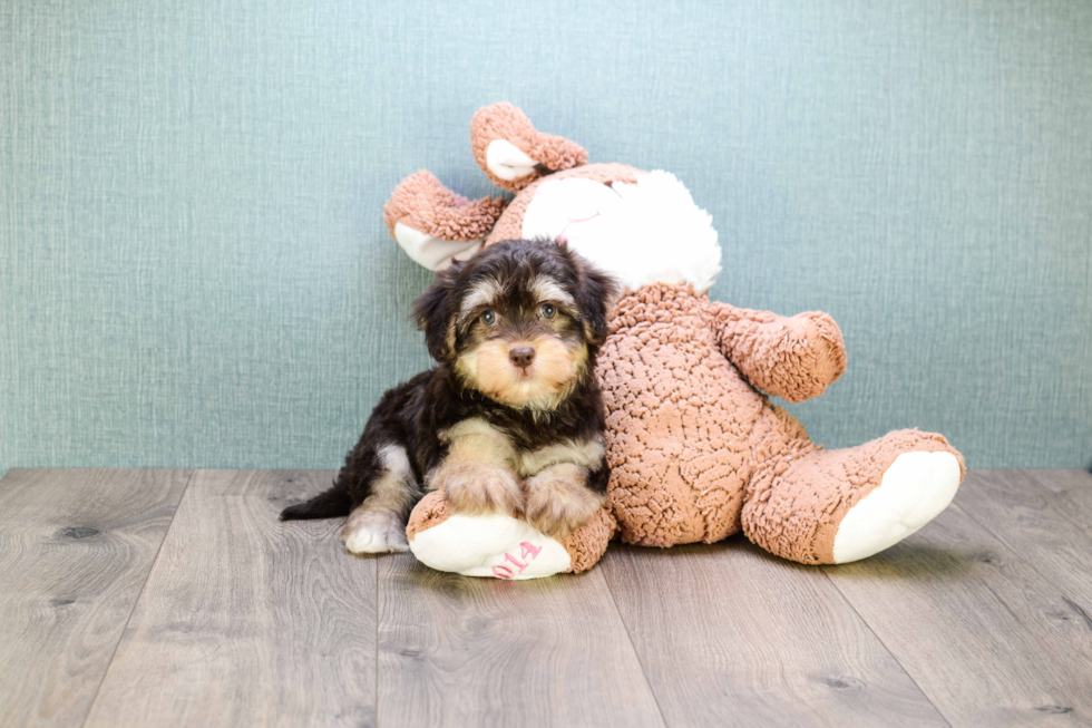 Small Havanese Purebred Pup