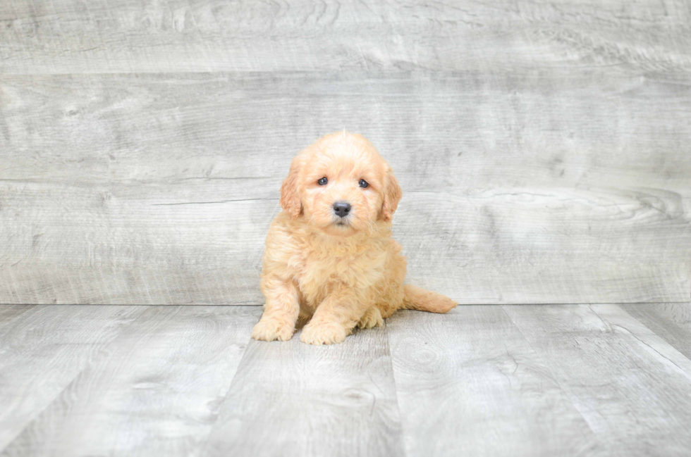 Best Mini Goldendoodle Baby