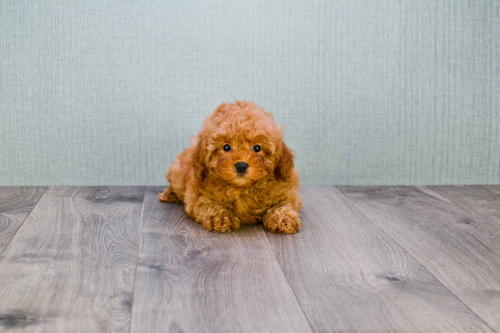 Cavapoo Puppy for Adoption