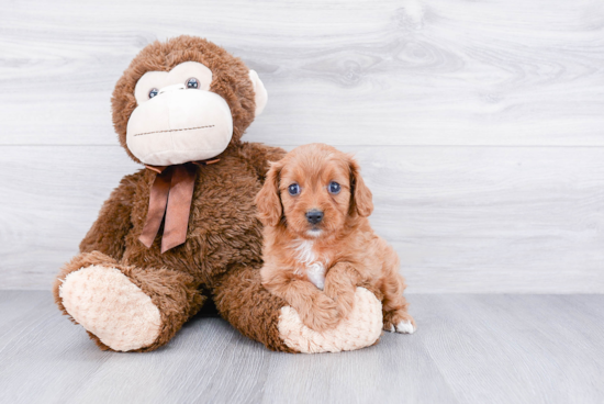 Little Cavoodle Poodle Mix Puppy