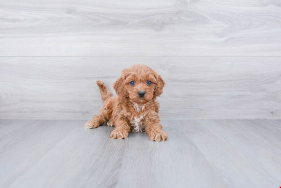 Fluffy Cavapoo Poodle Mix Pup