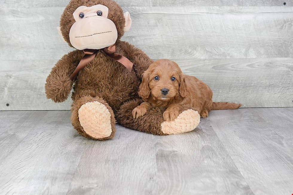 Adorable Golden Retriever Poodle Mix Puppy