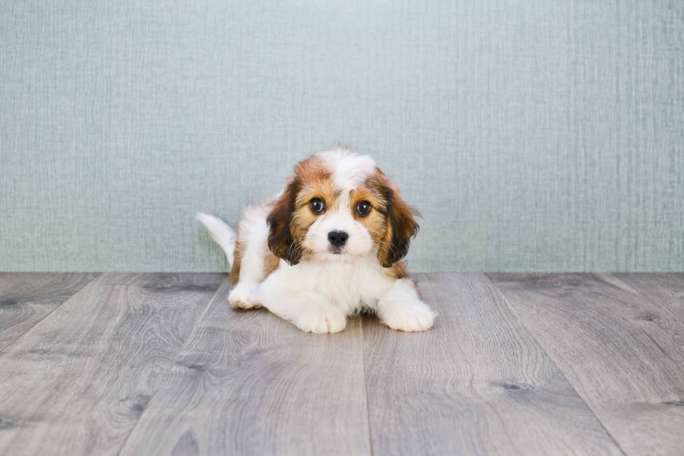 Playful Cavalier Designer Puppy