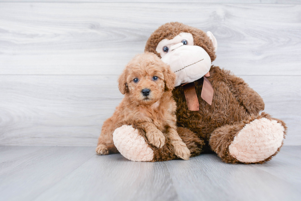 Hypoallergenic Golden Retriever Poodle Mix Puppy