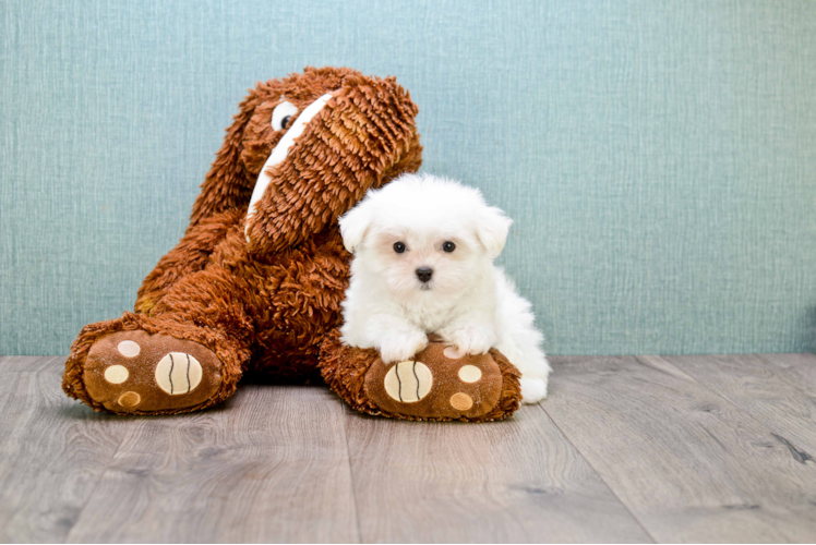 Friendly Maltese Purebred Pup