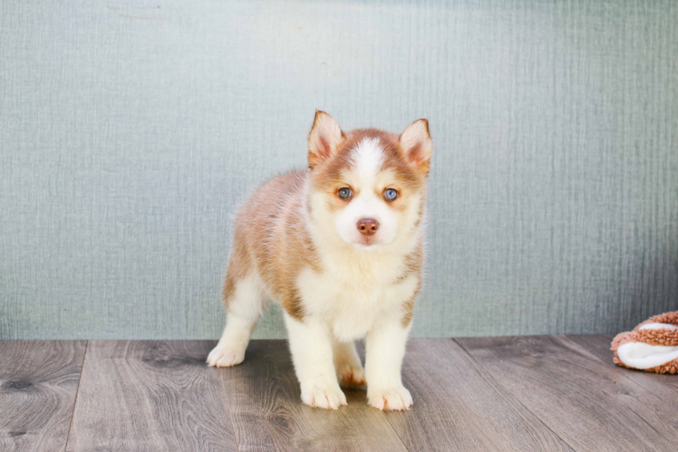 Petite Pomsky Designer Pup