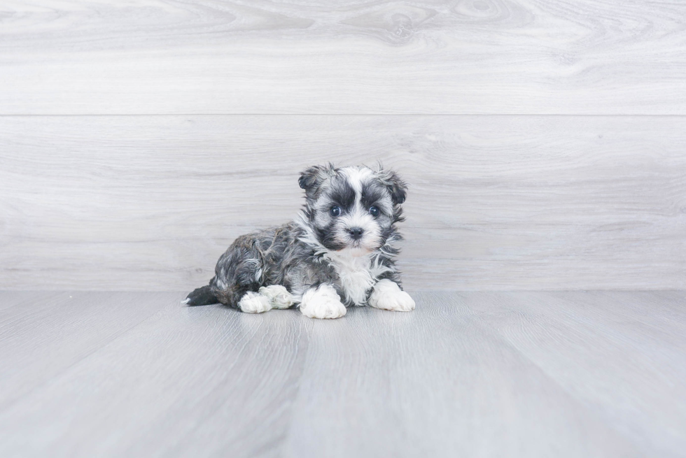 Playful Havanese Baby