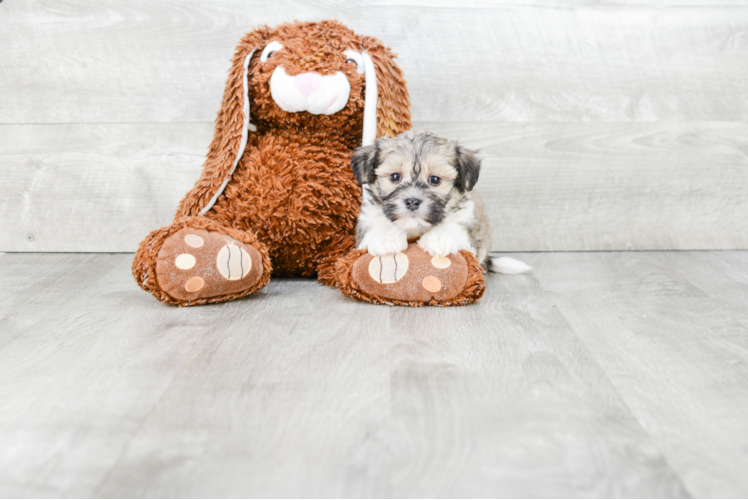 Havanese Puppy for Adoption